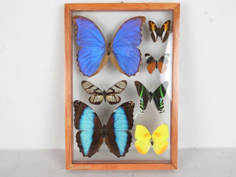 Verzameling vlinders achter glas.